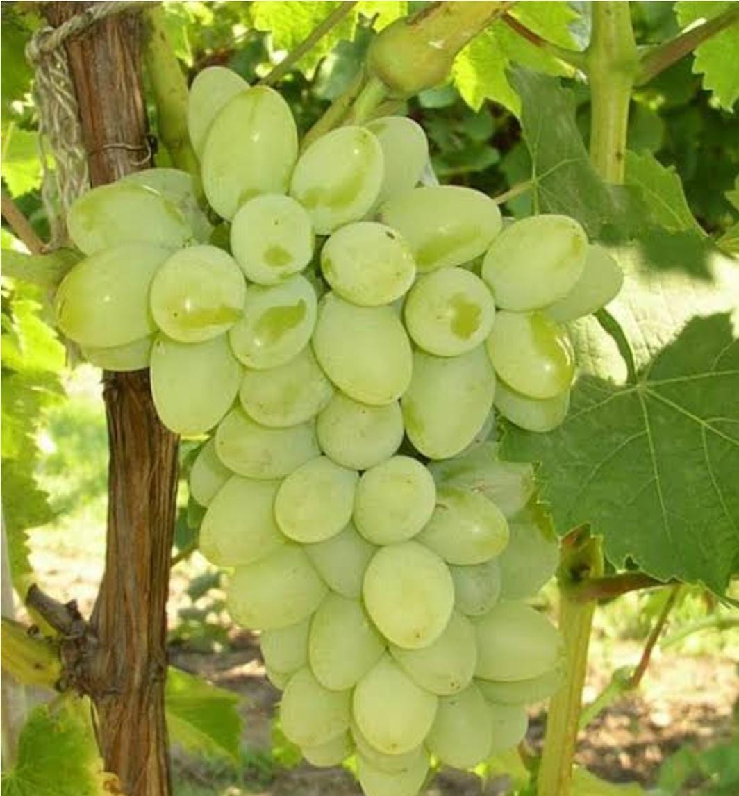 Grapes - Green Afgan